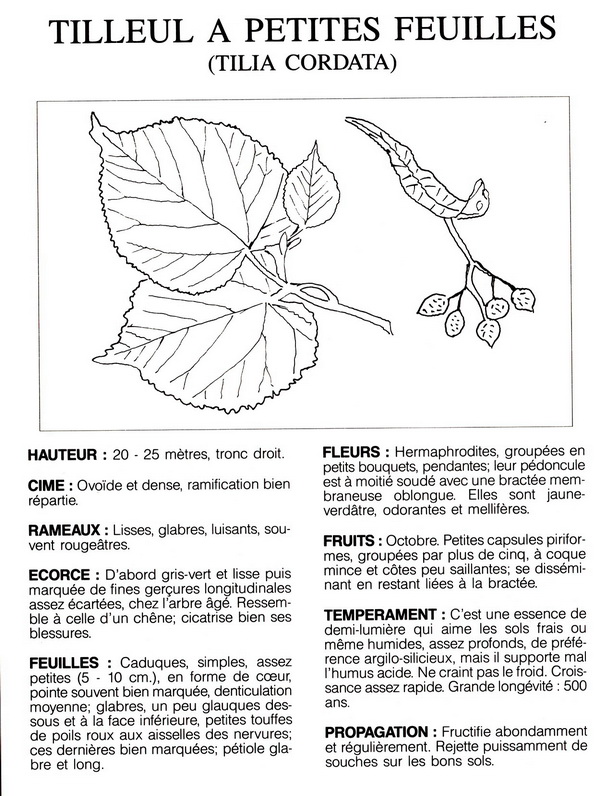 TILLEUL A PETITES FEUILLE